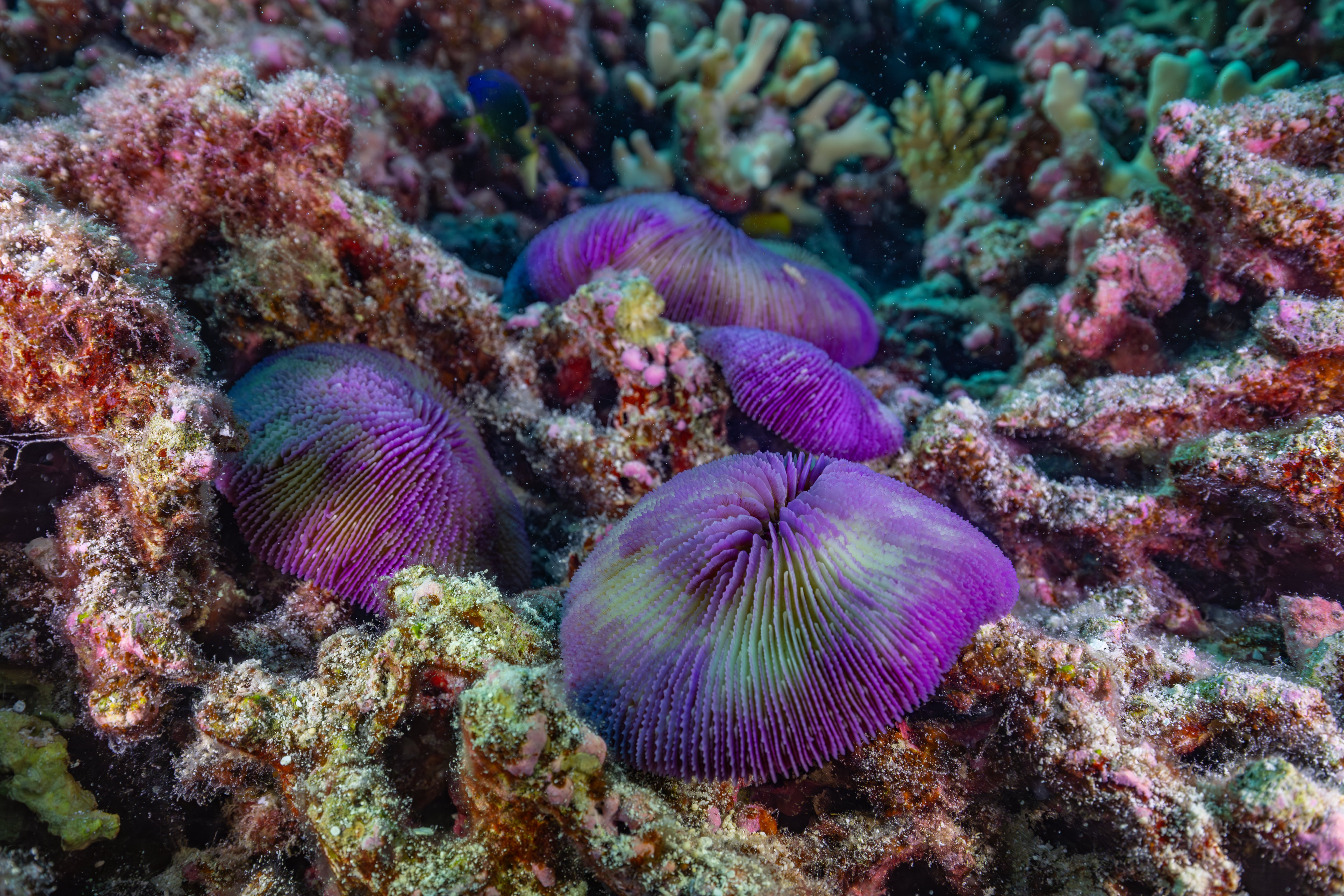Thriving reef at Bikini Atoll is a triumph of resilience and a warning