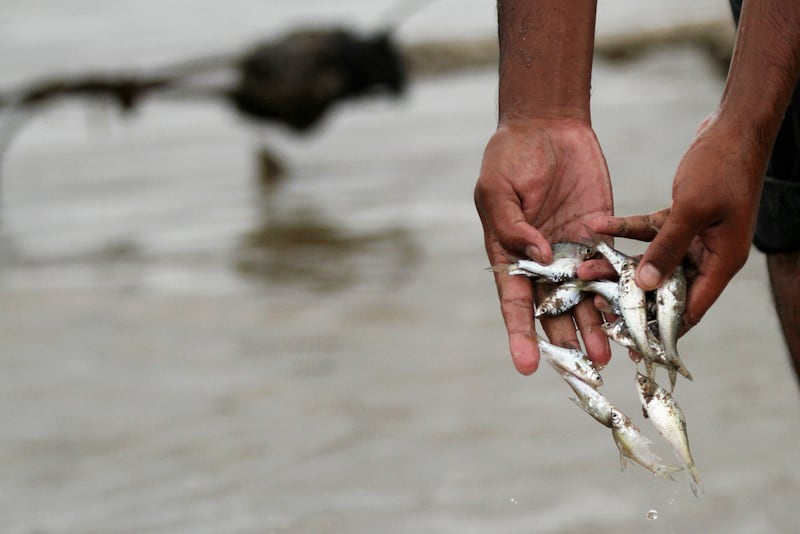 A man collects fish on the banks of the Mekong river in Phnom Penh Dec. 8, 2011.